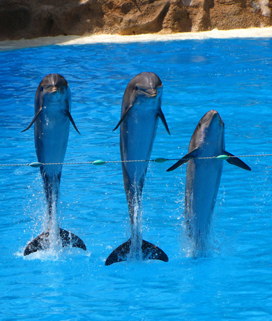 Dolphin show