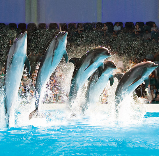 Dolphin show