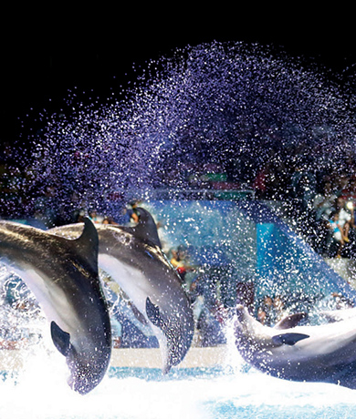 Dolphin show