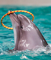 Dubai Dolphinarium