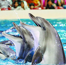 Dubai Dolphinarium